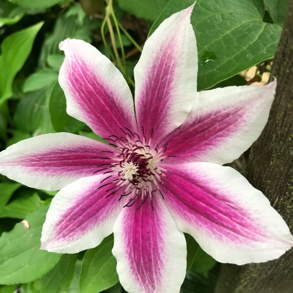 Meet your Posher, Bridgette